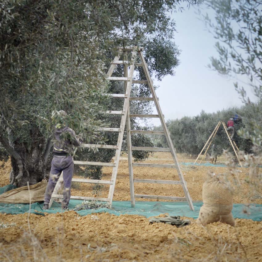 Huile d'olive Bio Tazamour 0,75L